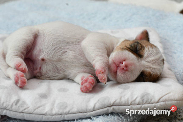 Jack Russell Terrier szczeniaczki FCI