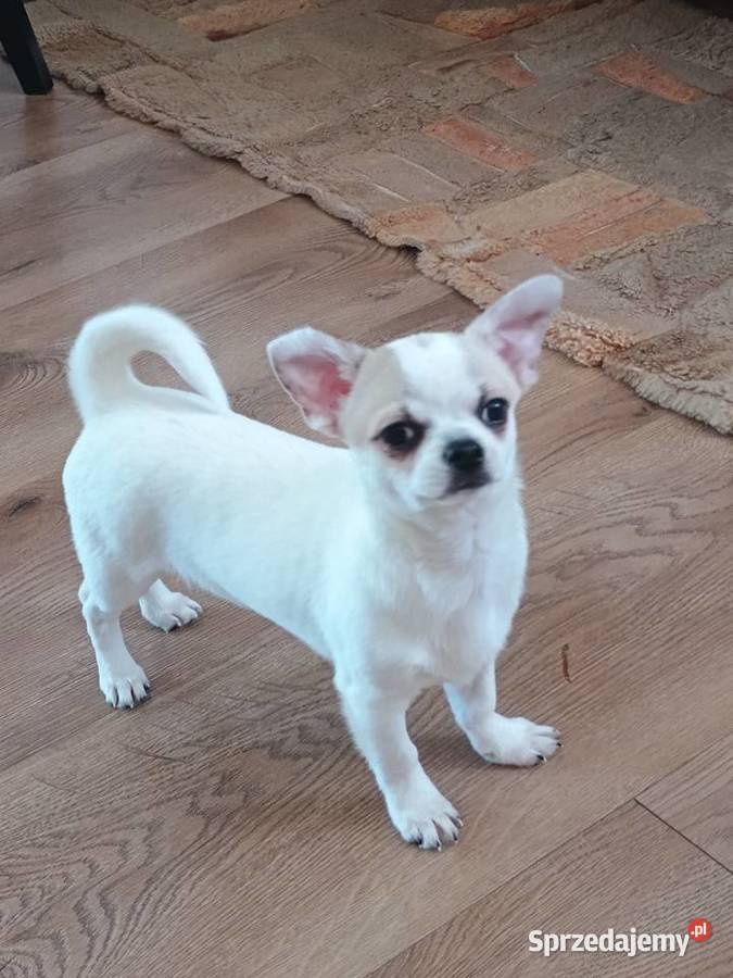 Chihuahua słodki piesek Chihuahua