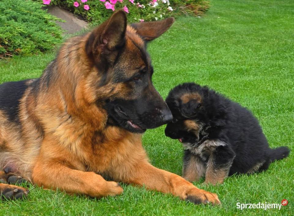 Owczarek Niemiecki szczenieta rodowod FCI sprzedam