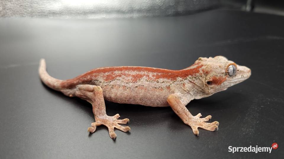 Gekon R auriculatus Gady i płazy Bytom