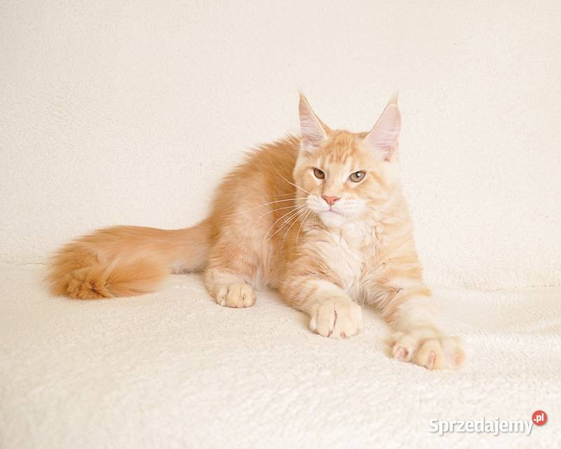 Przepiękny kocurek gotowy do odbioru z rodowodem Maine Coon Zwierzęta Białystok