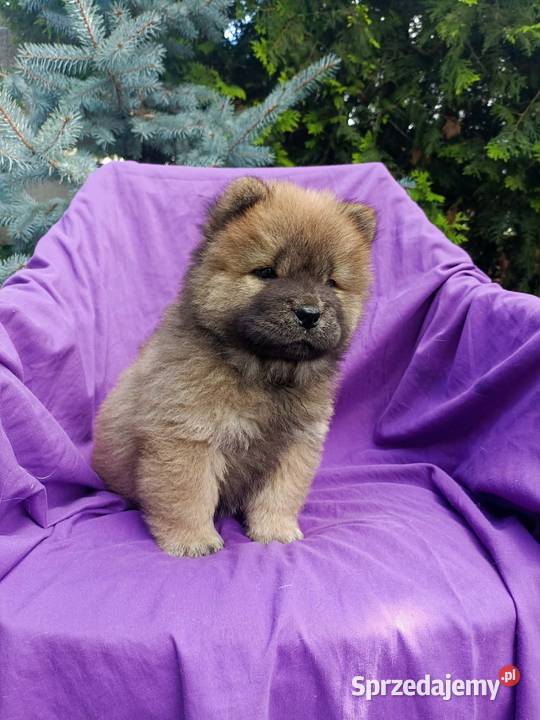 Wzorcowe Chow Chow Czał Czał doskonały exterrier Krapkowice
