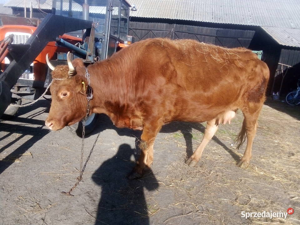 Krowa mięsna lm Sawin