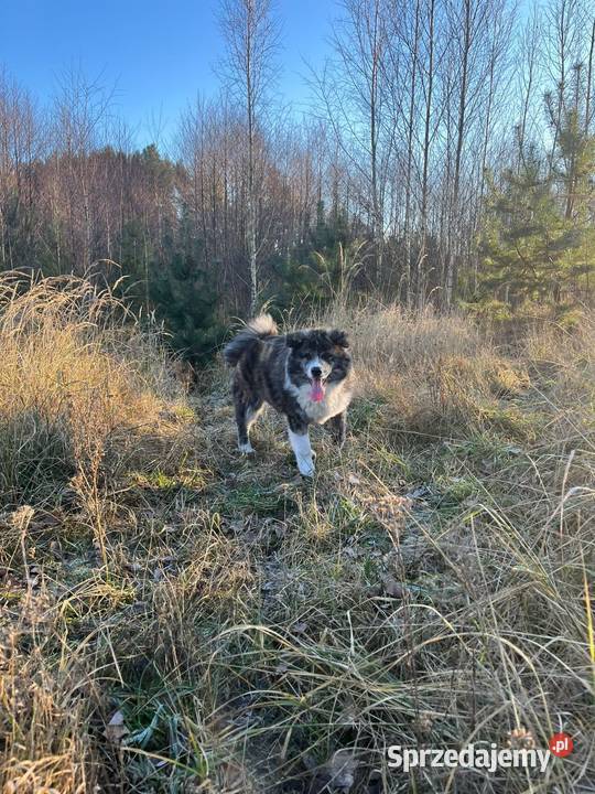 Ostatnia Japońska Akita Inu Okazja Międzychód sprzedam