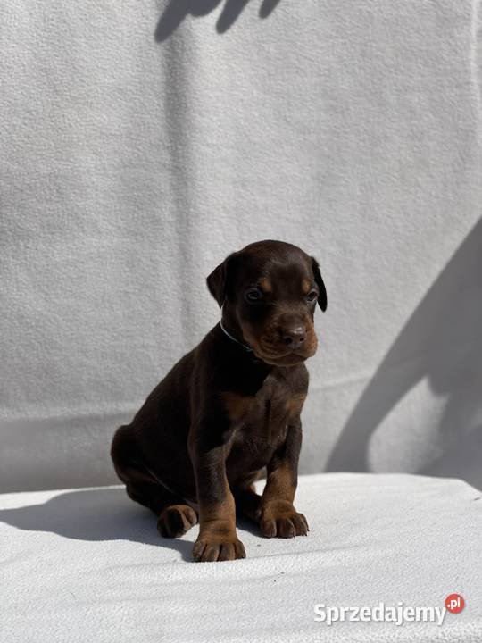 Doberman Piękne Szczenięta