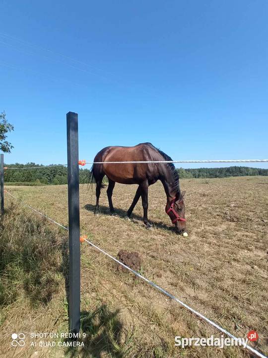 Słupki ogrodzeniowe padoki mocne trwałe do Ogrodzenia i pastuchy Warszawa sprzedam