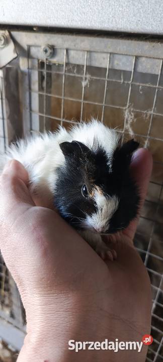 Świnka morska gładkowłose rozetki i inne