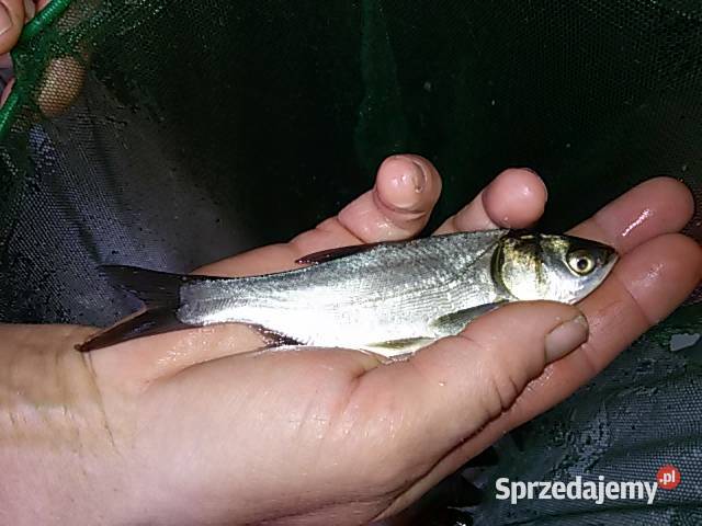 ORFAKARAŚ KOLORKARP KOIAMURTOŁPYGALIN RYBY DO Łódź