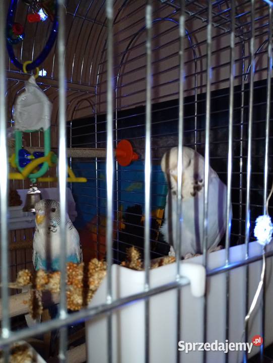 Oddam dwie faliste z klatka Sarnów