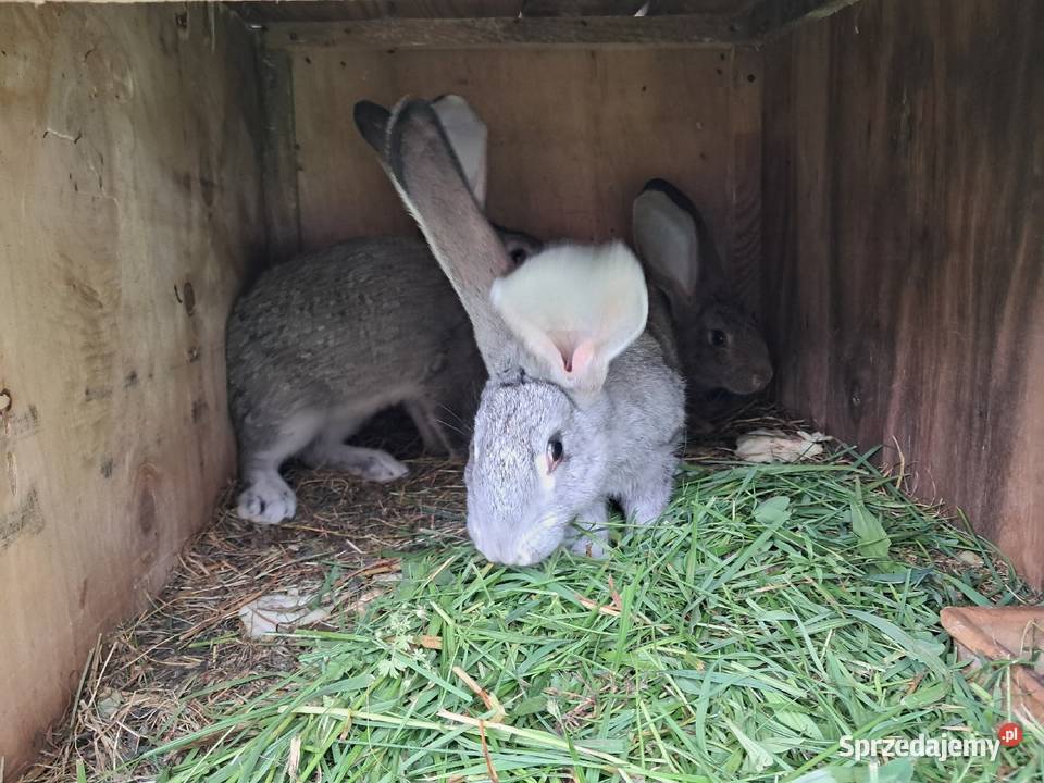 Króliki hodowlane lubelskie Lublin