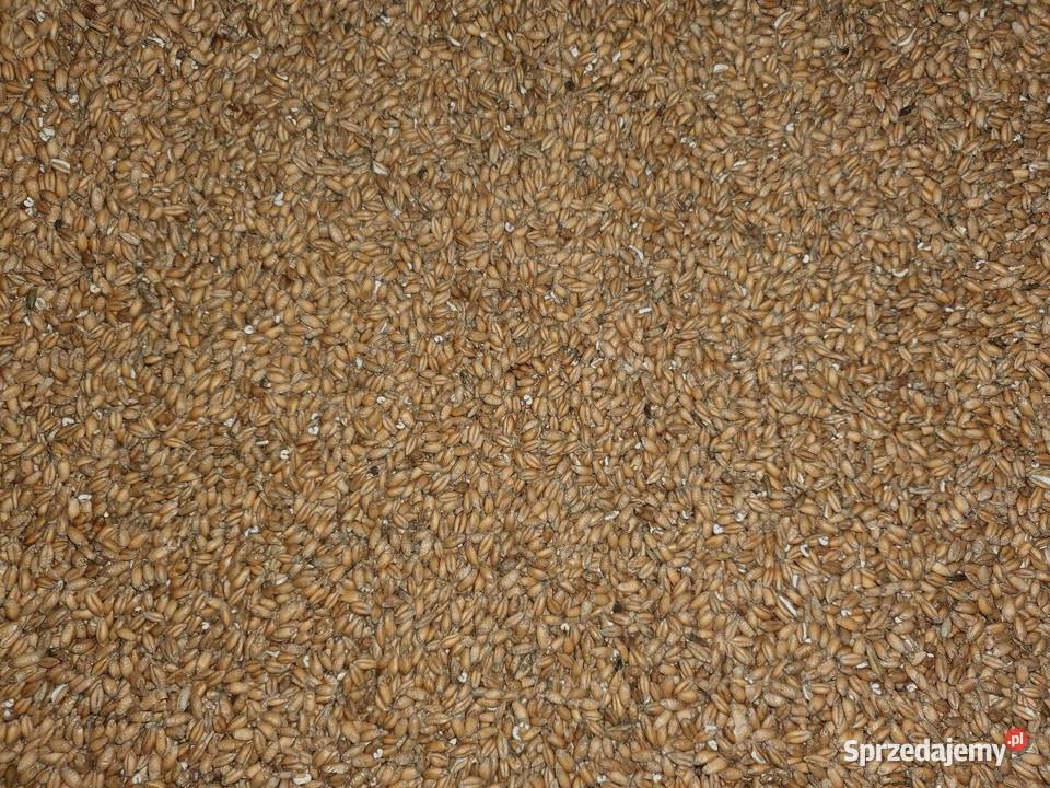 Pszenżyto pszenica i jęczmień Produkcja roślinna Brzostków