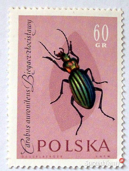 Polska1132113311341135113611371138113911401141114 Leźnica Wielka