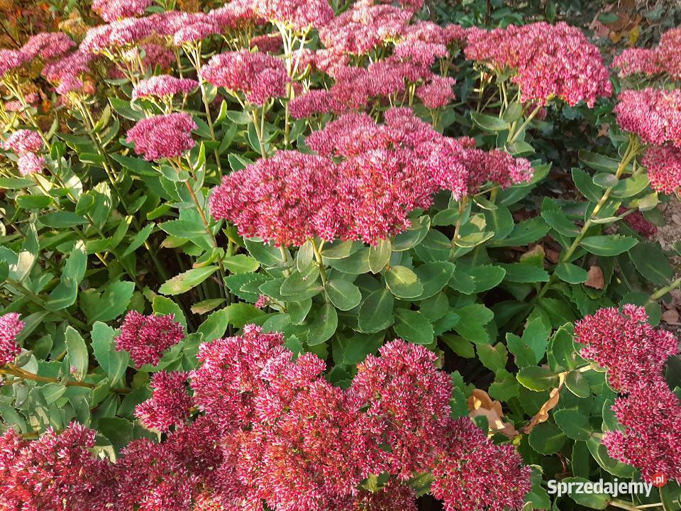 Rozchodnik okazały Brillant dekoracyjny ogrodowy sprzedam