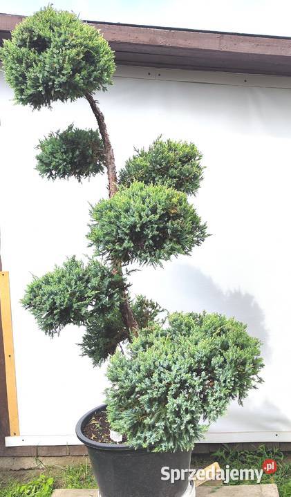 Bonsai Niwaki Jałowiec Holger podkarpackie Medynia Łańcucka
