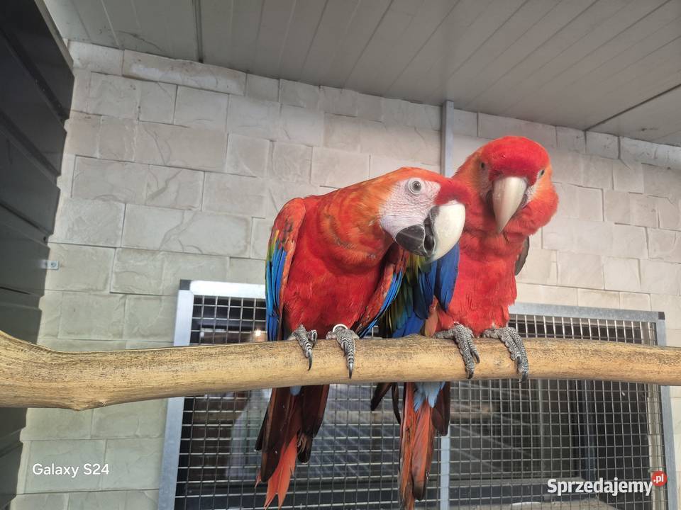 Ara Macao para Rakoniewice