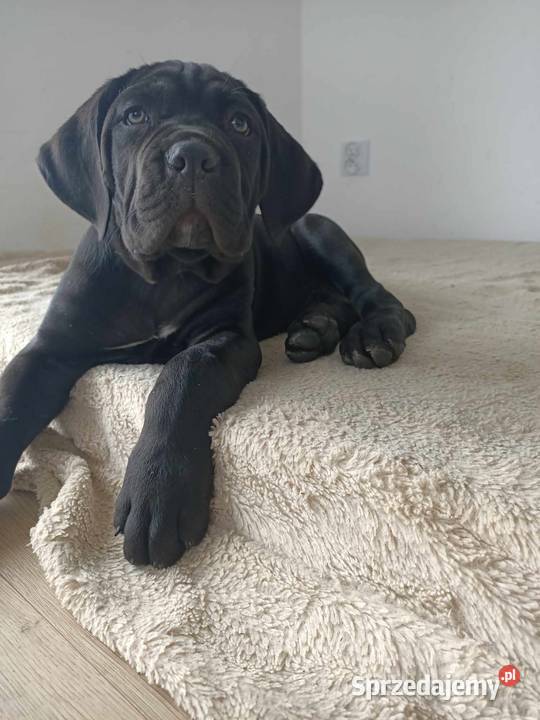Cane Corso Italiano małopolskie