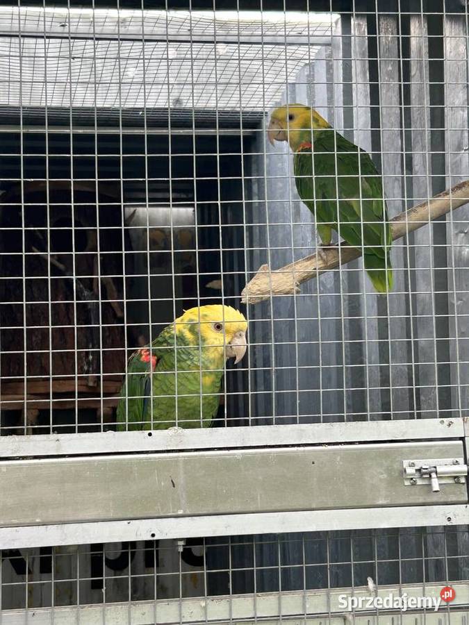 Amazonka zółtogardła pary Kędzierzyn-Koźle