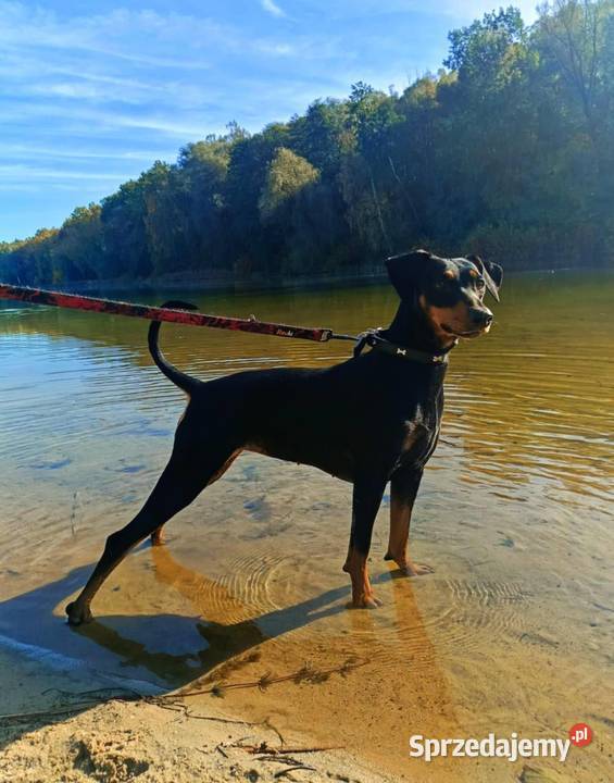 Pinczer średni niemiecki Fdration Cynologique Czeladź