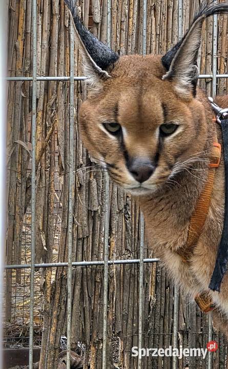 Karakal stepowy łąc Caracal caracal piękna Katowice