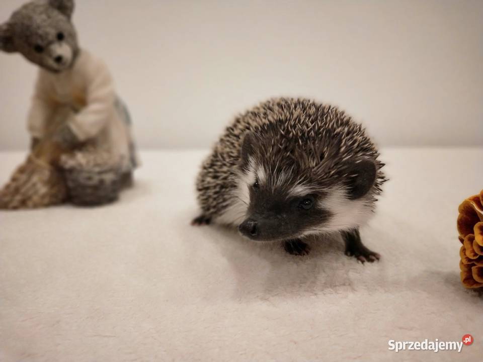 Jeż pigmejski afrykański małe języki Rybnik