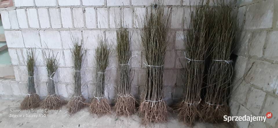 Podkładki generatywne Bychawa sprzedam