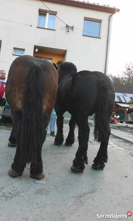 Sprzedam konie Limanowa sprzedam