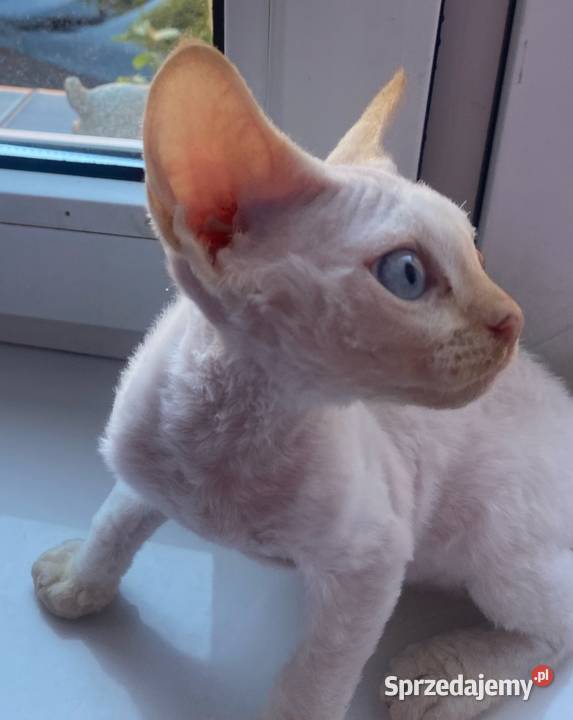 Kocurek Devon rex Alfred Szczecin