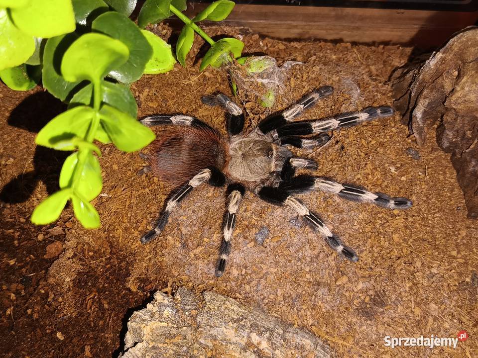 Ptasznik Nhandu Chromatus opolskie Ozimek