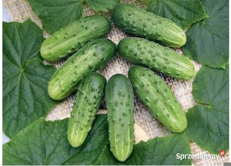 Ogórek papryka pomidor rozsady Rosyjskie ogporne Nowy Sącz sprzedam