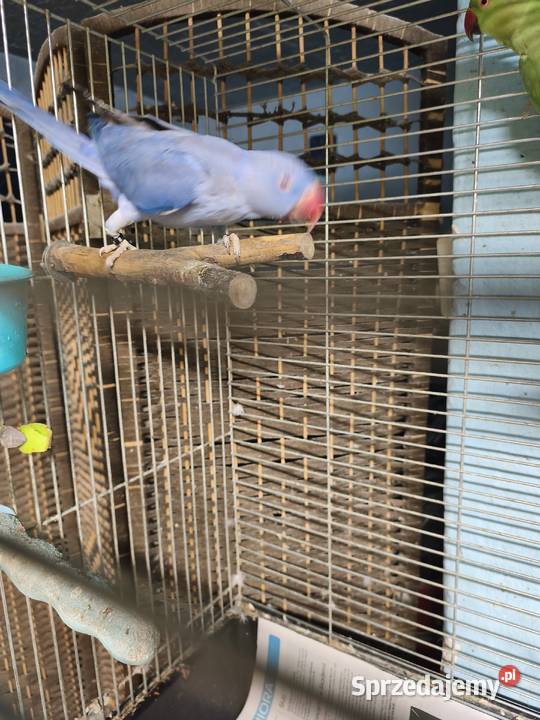 Aleksandretty Obrożne Poznań sprzedam