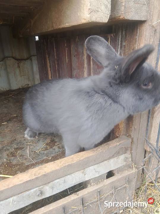 Króliki Samiec Wiedeński i inne łódzkie Gorzkowice sprzedam