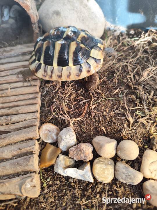 Żółw grecki 2 lata Olesno