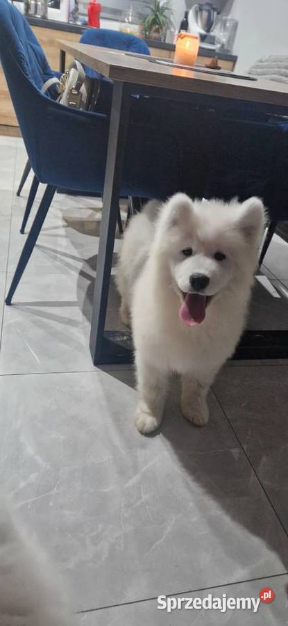 Szczeniaki rasy samoyed gotowe do odbioru Września sprzedam