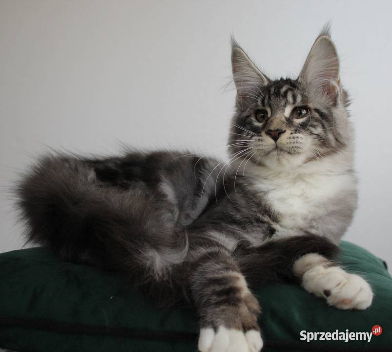 Dwie koteczki maine coon