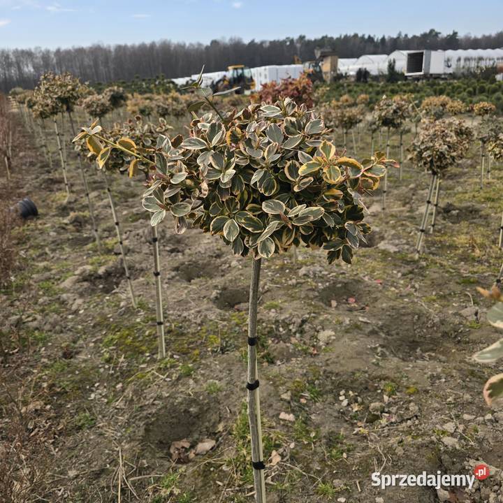 Thuja Hoseri 2030 kulka miniaturka PRODUCENT Iglaste Rydzyny