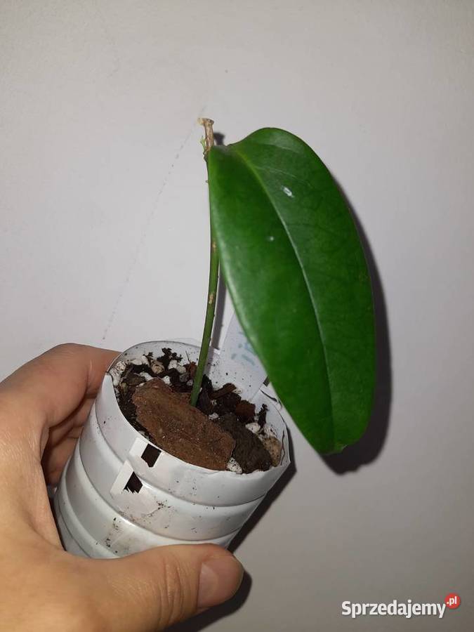 Hoya buotii hoja Kwitnące