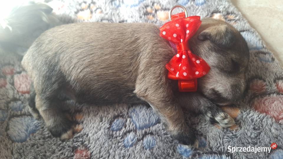 Cudny sznaucerek miniaturowy szczeniaczki Wołomin