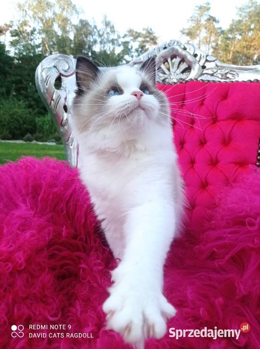 Ragdoll Kocurek Seal Bicolor FIFE FPL Wschowa