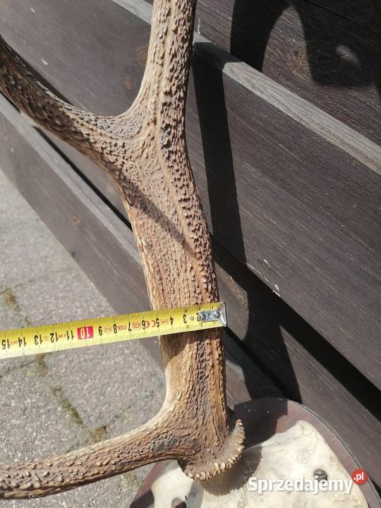 Trofeum myłkusa poroże jelenia Wołomin