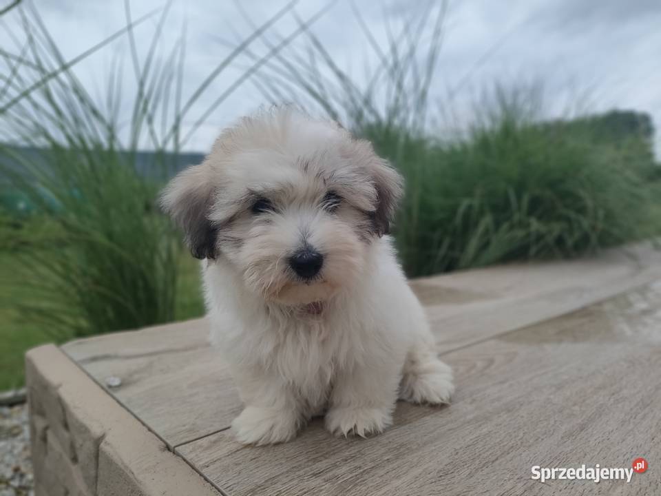 Coton de Tulear szczenięta z rodowodem Pozostałe kujawsko-pomorskie Inowrocław