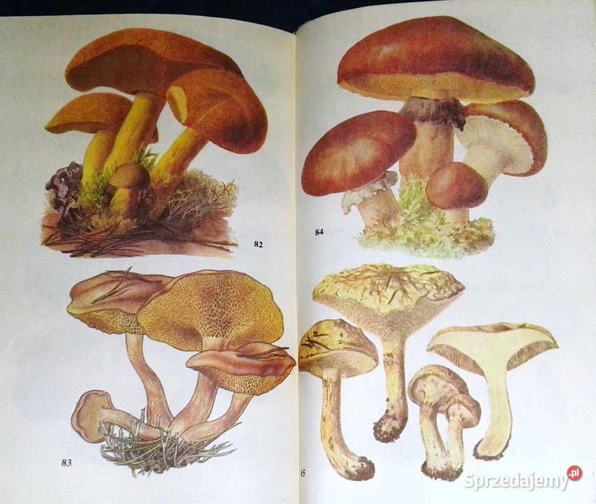 Atlas grzybów Bruno Hennig Chełm