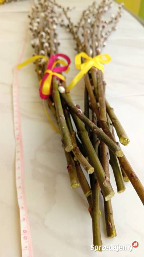 Bazie kotki kwiaty wierzby Radomsko