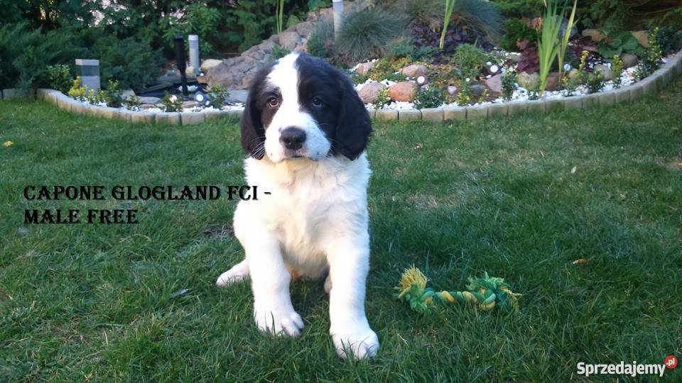 landseer piękne pieski Psy Głogów