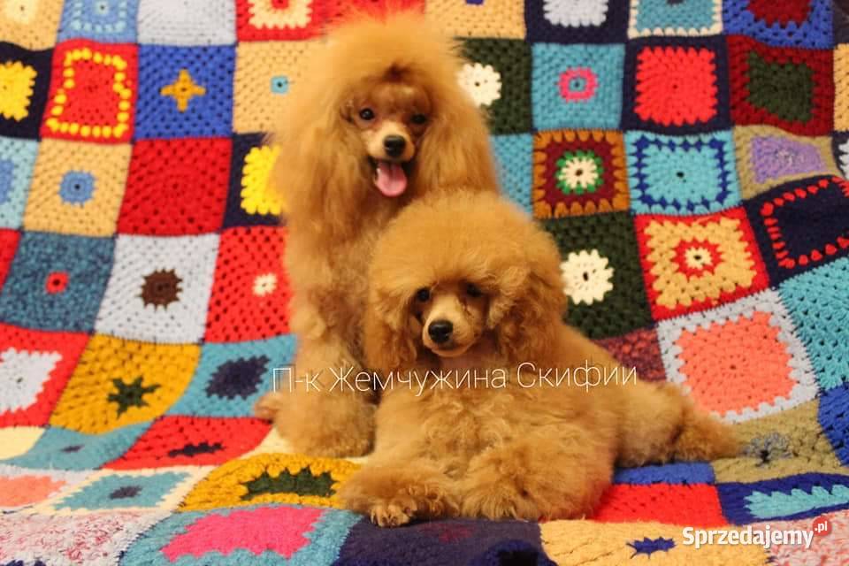 Pudel Toy dziewczyna z dokumentami FCI małopolskie