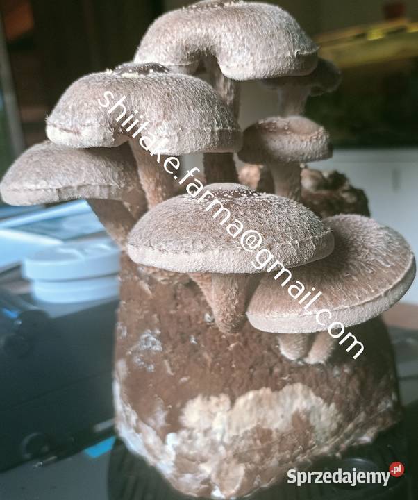 Shiitake świeże grzyby Tarnów sprzedam