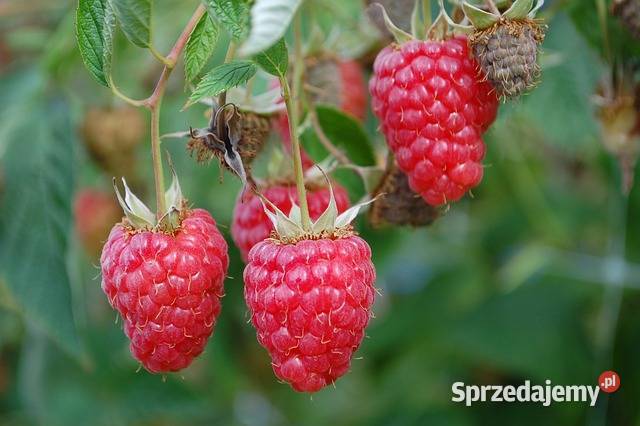Sadzonki malin letnich i jesiennych Puławy