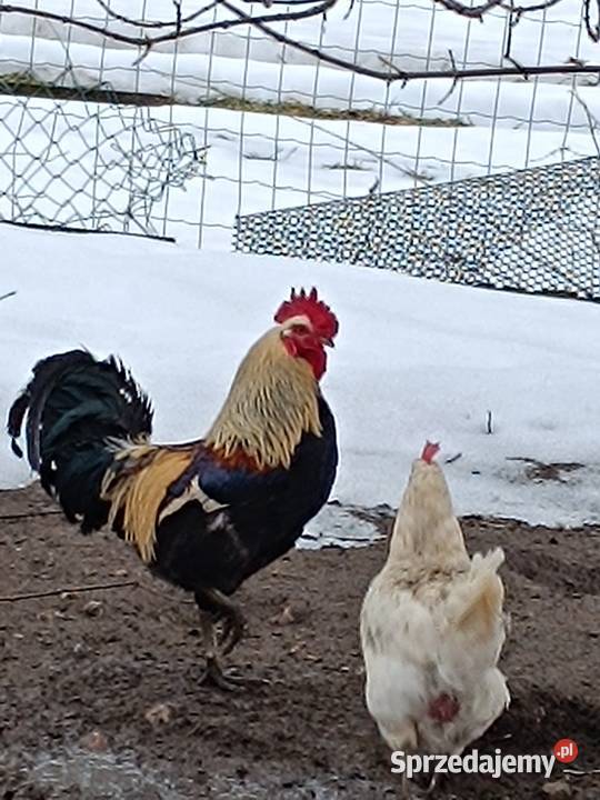 Sprzedam silki Pepłowo sprzedam