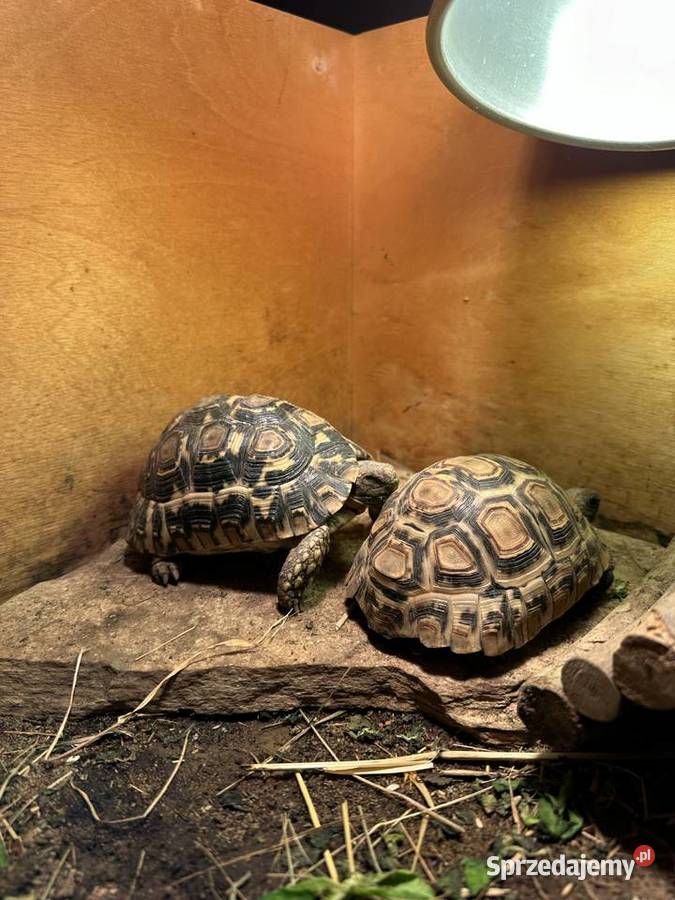 Żółwie lamparcie Kraków