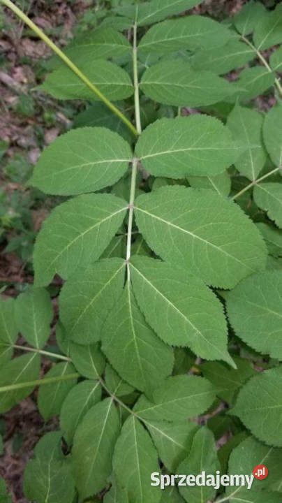 BEZ KORALOWY Sambucus sadzonki w doniczkach