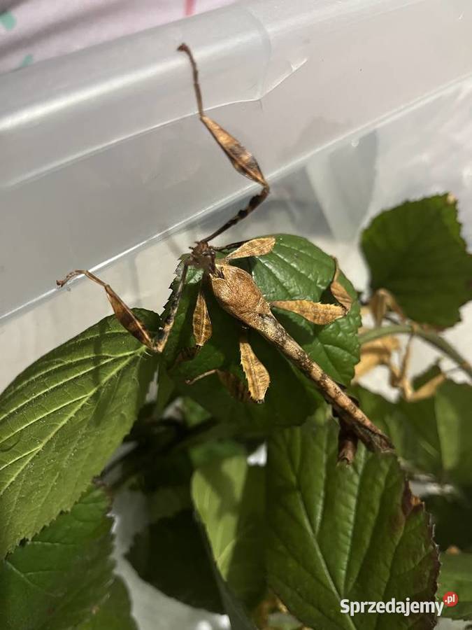 Straszyk australijski extatosoma tiaratium Rybnik